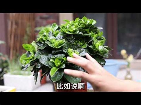 梔子花 種植|梔子花種植指南：如何輕鬆種植和養護梔子花 